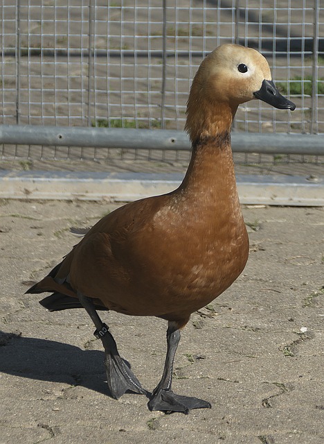 多面手