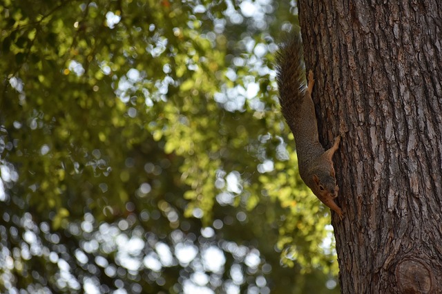 球體育運營 球體育運營